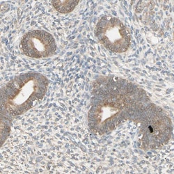 Invitrogen MRVI1 Polyclonal Antibody 100 &mu;L; Unconjugated:Antibodies,