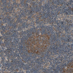 Invitrogen MRVI1 Polyclonal Antibody 100 &mu;L; Unconjugated:Antibodies,