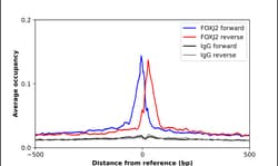 Invitrogen FOXJ2 Polyclonal Antibody 100 &mu;L; Unconjugated:Antibodies,