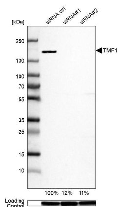 Invitrogen TMF1 Polyclonal Antibody 100 &mu;L; Unconjugated:Anticorps,
