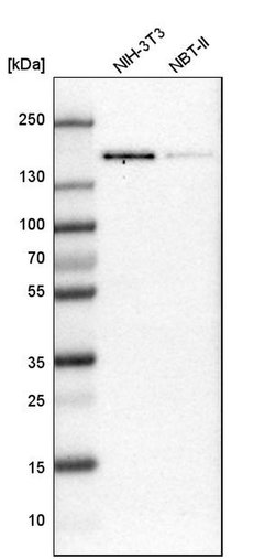 Invitrogen TMF1 Polyclonal Antibody 100 &mu;L; Unconjugated:Anticorps,