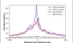 Invitrogen PITX1 Polyclonal Antibody 100 &mu;L; Unconjugated:Antibodies,