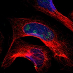 Invitrogen PITX1 Polyclonal Antibody 100 &mu;L; Unconjugated:Antibodies,