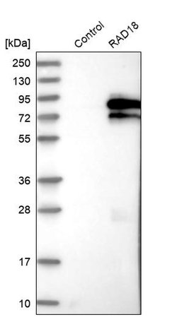 Invitrogen RAD18 Polyclonal Antibody 100 &mu;L; Unconjugated:Antibodies,