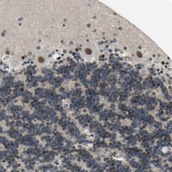 Invitrogen THAP12 Polyclonal Antibody 100 &mu;L; Unconjugated:Antibodies,