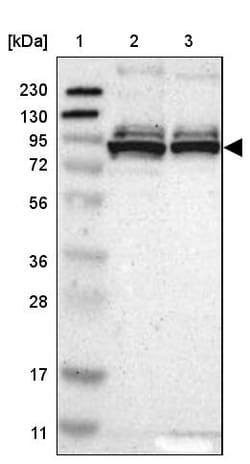 Invitrogen THAP12 Polyclonal Antibody 100 &mu;L; Unconjugated:Antibodies,