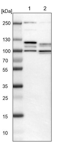 Invitrogen THAP12 Polyclonal Antibody 100 &mu;L; Unconjugated:Antibodies,
