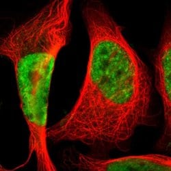 Invitrogen SRSF11 Polyclonal Antibody 100 &mu;L; Unconjugated:Antibodies,