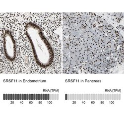 Invitrogen SRSF11 Polyclonal Antibody 100 &mu;L; Unconjugated:Antibodies,