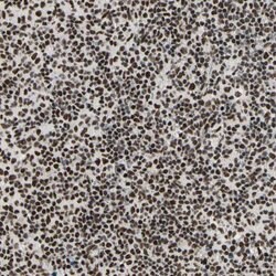 Invitrogen SRSF11 Polyclonal Antibody 100 &mu;L; Unconjugated:Antibodies,