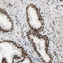 Invitrogen SRSF11 Polyclonal Antibody 100 &mu;L; Unconjugated:Antibodies,