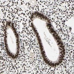 Invitrogen SRSF11 Polyclonal Antibody 100 &mu;L; Unconjugated:Antibodies,