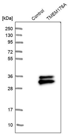 TMEM176A Polyclonal Antibody, Invitrogen 100 &mu;L | Buy Online | Invitrogen | Fisher Scientific