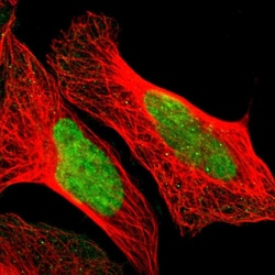 Invitrogen POGZ Polyclonal Antibody 100 &mu;L; Unconjugated:Antibodies,