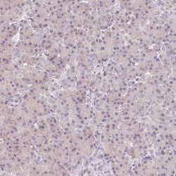 Invitrogen v-Myb Polyclonal Antibody 100 &mu;L; Unconjugated:Antibodies,