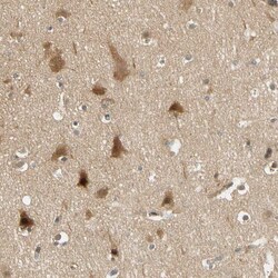Invitrogen PDDC1 Polyclonal Antibody 100 &mu;L; Unconjugated:Antibodies,
