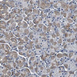 Invitrogen GRAMD1A Polyclonal Antibody 100 &mu;L; Unconjugated:Antibodies,