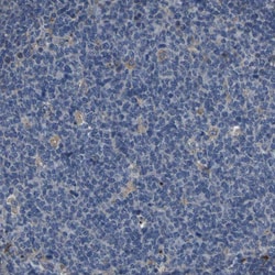 Invitrogen GRAMD1A Polyclonal Antibody 100 &mu;L; Unconjugated:Antibodies,