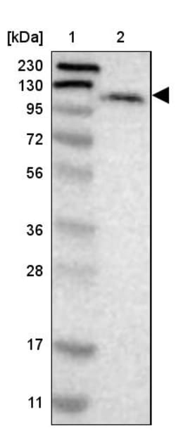 Invitrogen LONP2 Polyclonal Antibody 100 &mu;L | Buy Online | Invitrogen&trade; | Fisher Scientific