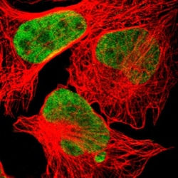 Invitrogen HEXIM1 Polyclonal Antibody 100 &mu;L; Unconjugated:Antibodies,