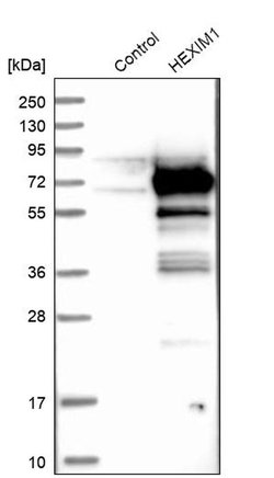 Invitrogen HEXIM1 Polyclonal Antibody 100 &mu;L; Unconjugated:Antibodies,