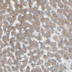 Invitrogen FNDC3A Polyclonal Antibody 100 &mu;L; Unconjugated:Antibodies,