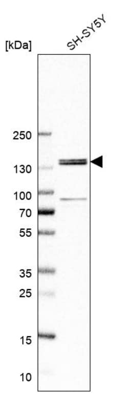 Invitrogen FNDC3A Polyclonal Antibody 100 &mu;L; Unconjugated:Antibodies,
