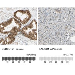 Invitrogen ENDOD1 Polyclonal Antibody 100 &mu;L; Unconjugated:Antibodies,