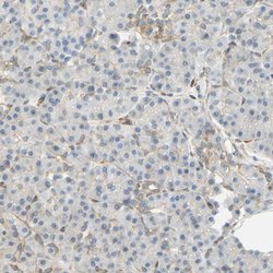 Invitrogen ENDOD1 Polyclonal Antibody 100 &mu;L; Unconjugated:Antibodies,