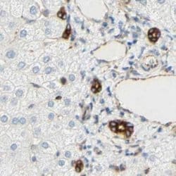 Invitrogen ENDOD1 Polyclonal Antibody 100 &mu;L; Unconjugated:Antibodies,