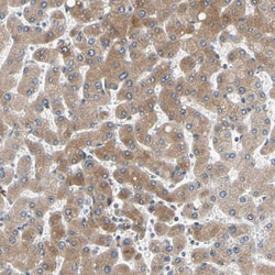 Invitrogen p27 Polyclonal Antibody 100 &mu;L; Unconjugated:Antibodies,