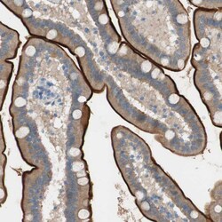 Invitrogen PRRG4 Polyclonal Antibody 100 &mu;L; Unconjugated:Antibodies,