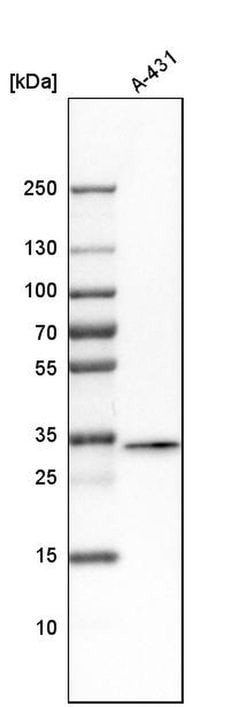 Invitrogen FAM49B Polyclonal Antibody 100 &mu;L; Unconjugated:Antibodies,