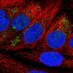 Invitrogen NDFIP2 Polyclonal Antibody 100 &mu;L; Unconjugated:Antibodies,