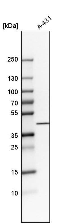 Invitrogen NDFIP2 Polyclonal Antibody 100 &mu;L; Unconjugated:Antibodies,