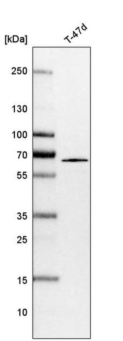 Invitrogen SHOC2 Polyclonal Antibody 100 &mu;L; Unconjugated:Antibodies,
