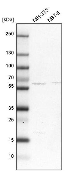 Invitrogen SHOC2 Polyclonal Antibody 100 &mu;L; Unconjugated:Antibodies,