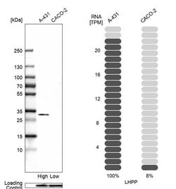 Invitrogen LHPP Polyclonal Antibody 100 &mu;L; Unconjugated:Antibodies,