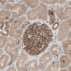 Invitrogen OAZ1 Polyclonal Antibody 100 &mu;L; Unconjugated:Antibodies,