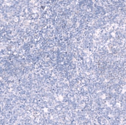 Invitrogen Laminin alpha-3 Polyclonal Antibody 100 &mu;L; Unconjugated:Antibodies,