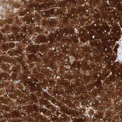 Invitrogen FAM189A1 Polyclonal Antibody 100 &mu;L; Unconjugated:Antibodies,