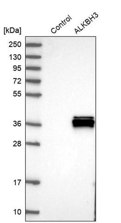 ALKBH3 Polyclonal Antibody, Invitrogen 100 &mu;L; Unconjugated:Antibodies,