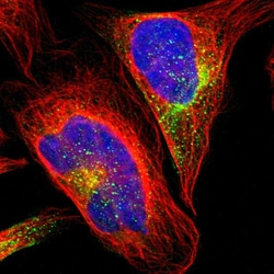 Invitrogen GRAMD3 Polyclonal Antibody 100 &mu;L; Unconjugated:Antibodies,