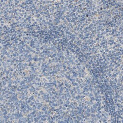 Invitrogen GRAMD3 Polyclonal Antibody 100 &mu;L; Unconjugated:Antibodies,
