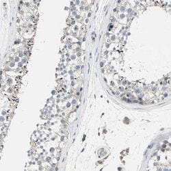 Invitrogen GRAMD3 Polyclonal Antibody 100 &mu;L; Unconjugated:Antibodies,