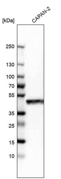 Invitrogen GRAMD3 Polyclonal Antibody 100 &mu;L; Unconjugated:Antibodies,