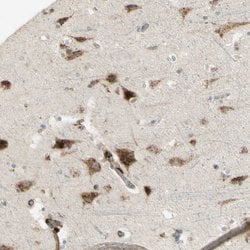 Invitrogen NDFIP1 Polyclonal Antibody 100 &mu;L; Unconjugated:Antibodies,