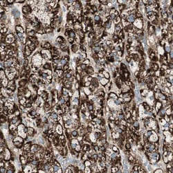 Invitrogen SNIP Polyclonal Antibody 100 &mu;L; Unconjugated:Antibodies,