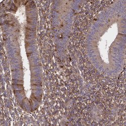 Invitrogen SFRP4 Polyclonal Antibody 100 &mu;L; Unconjugated:Antibodies,