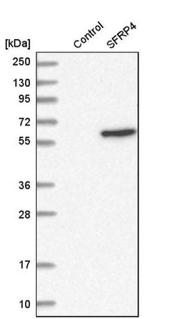 Invitrogen SFRP4 Polyclonal Antibody 100 &mu;L; Unconjugated:Antibodies,